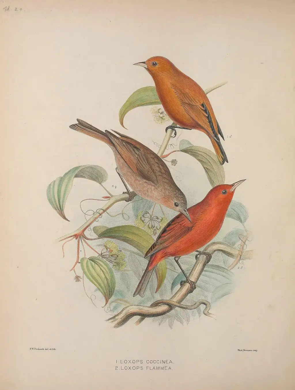 莫岛管舌雀(Paroreomyza flammea)
