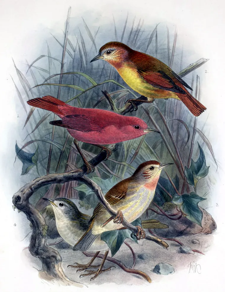 莫岛管舌雀(Paroreomyza flammea)