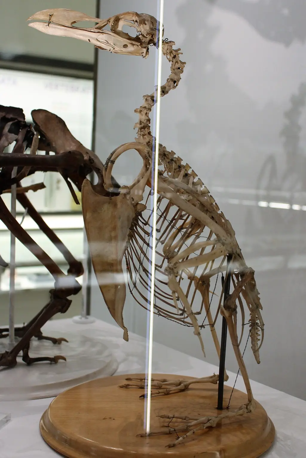 大海雀（Pinguinus impennis）