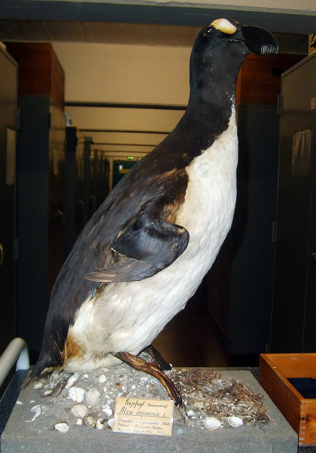 大海雀（Pinguinus impennis）
