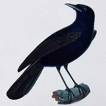 莫岛果鹟(Pomarea maupitiensis)