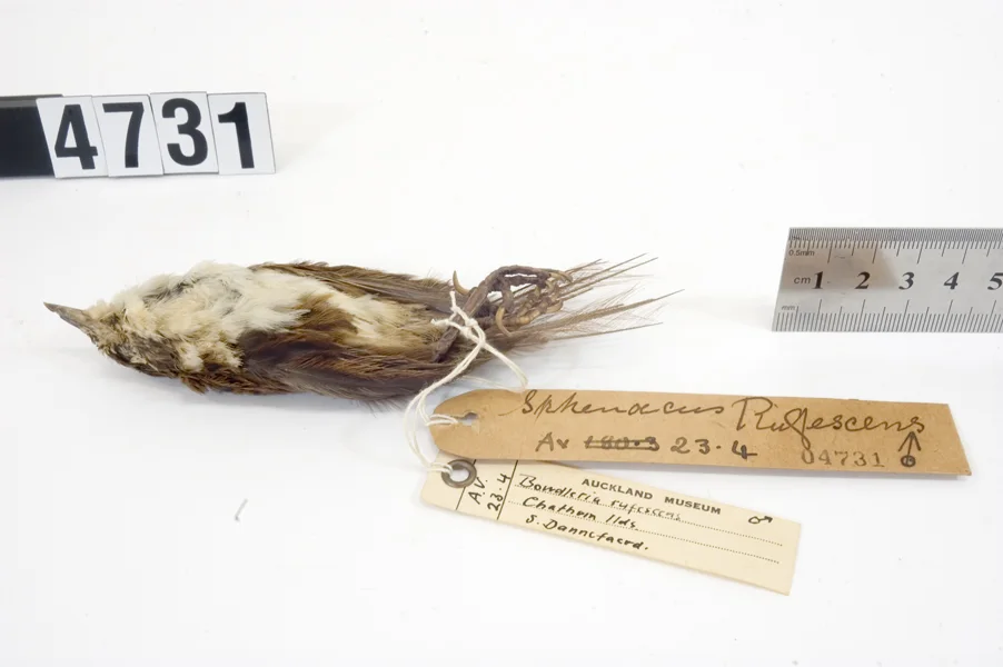 查塔姆蕨莺(Poodytes rufescens)