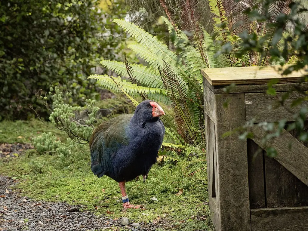 巨水鸡(Porphyrio mantelli)