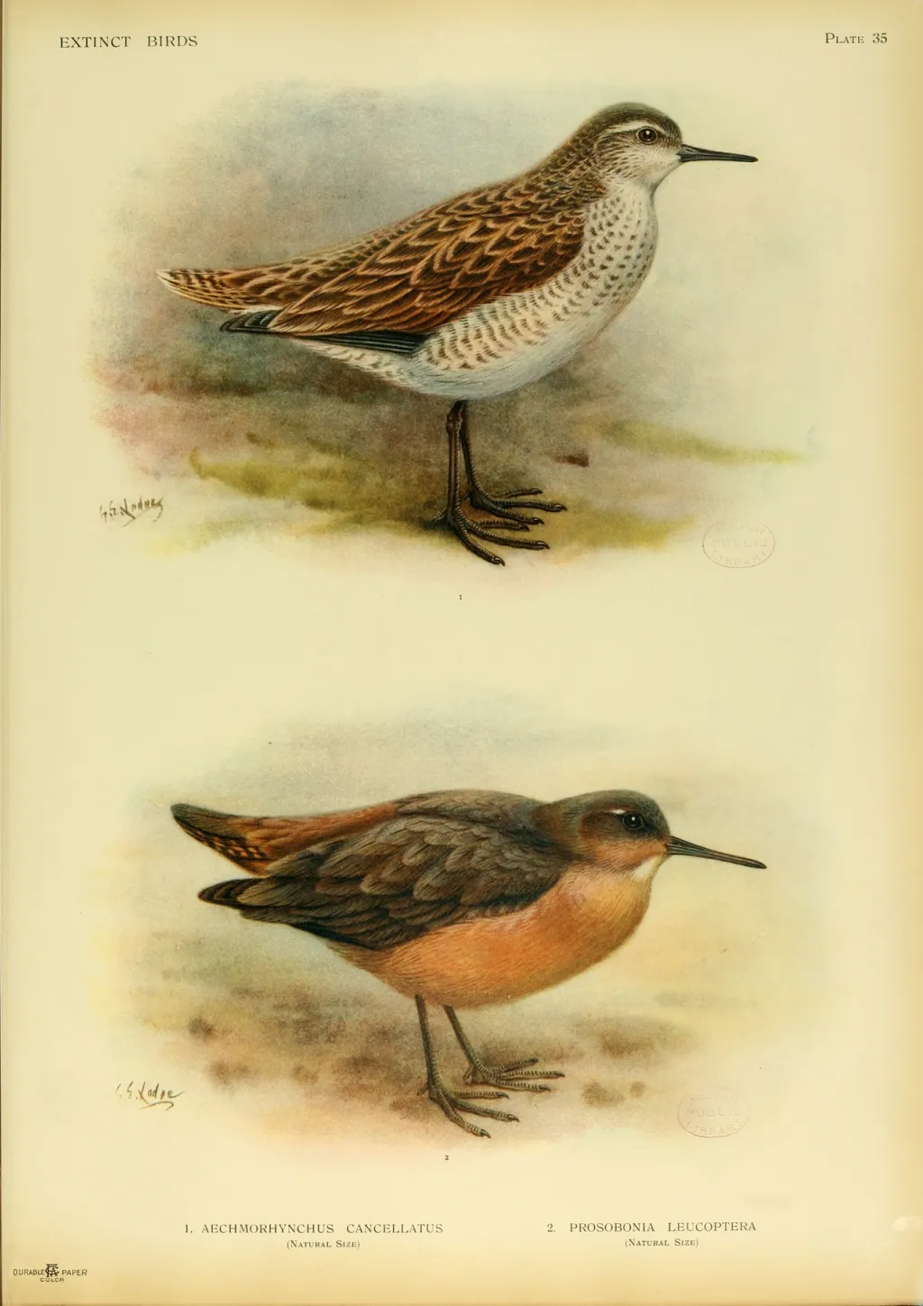 圣诞岛鹬(Prosobonia cancellata)