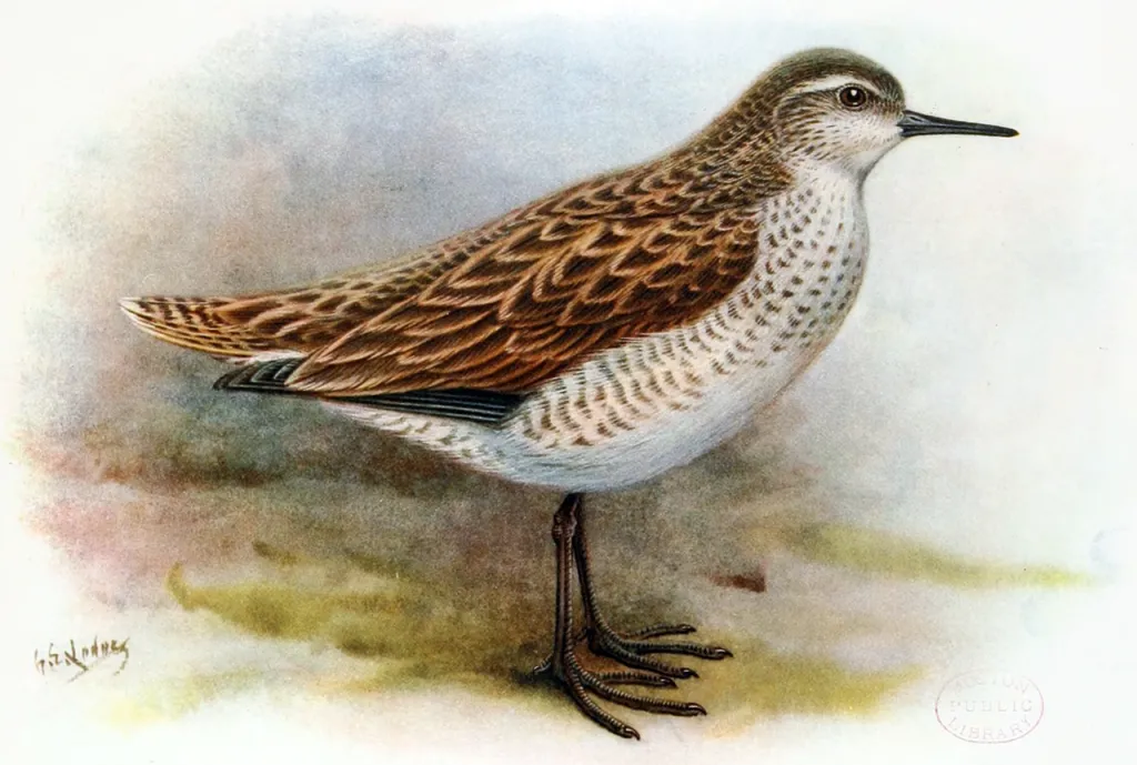 圣诞岛鹬(Prosobonia cancellata)