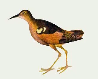 莫岛矶鹬(Prosobonia ellisi)