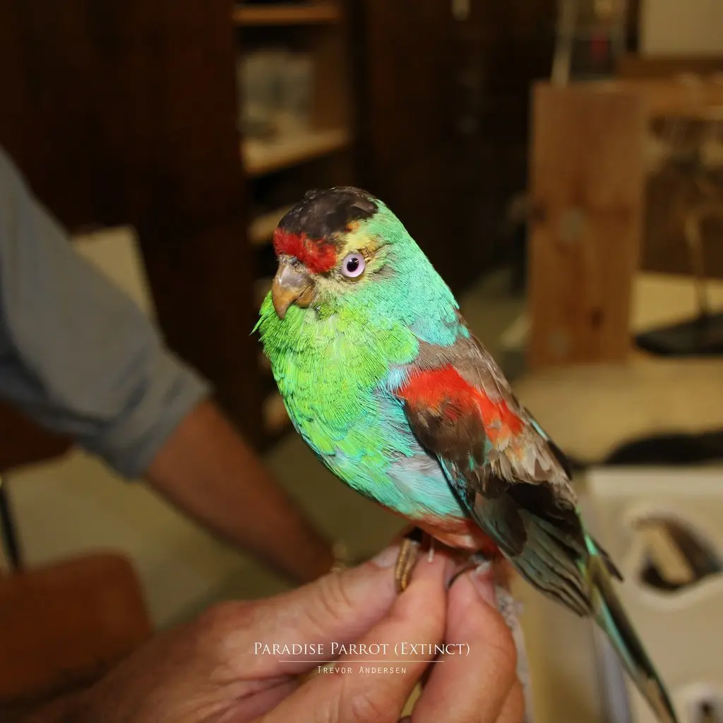 极乐鹦鹉(Psephotellus pulcherrimus)