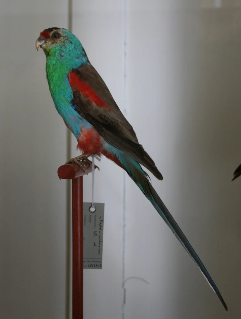 极乐鹦鹉(Psephotellus pulcherrimus)