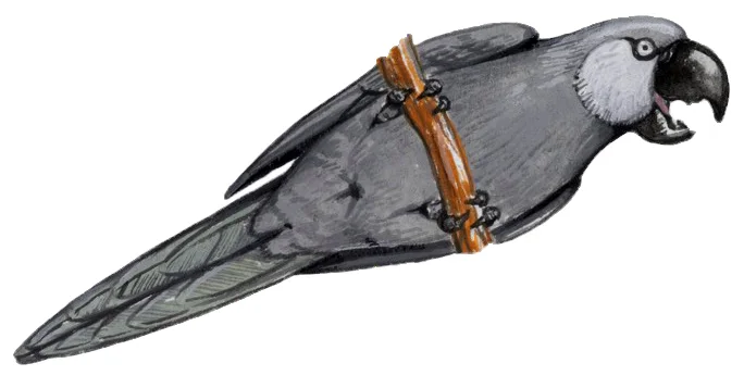 毛里求斯灰鹦鹉（Psittacula bensoni）