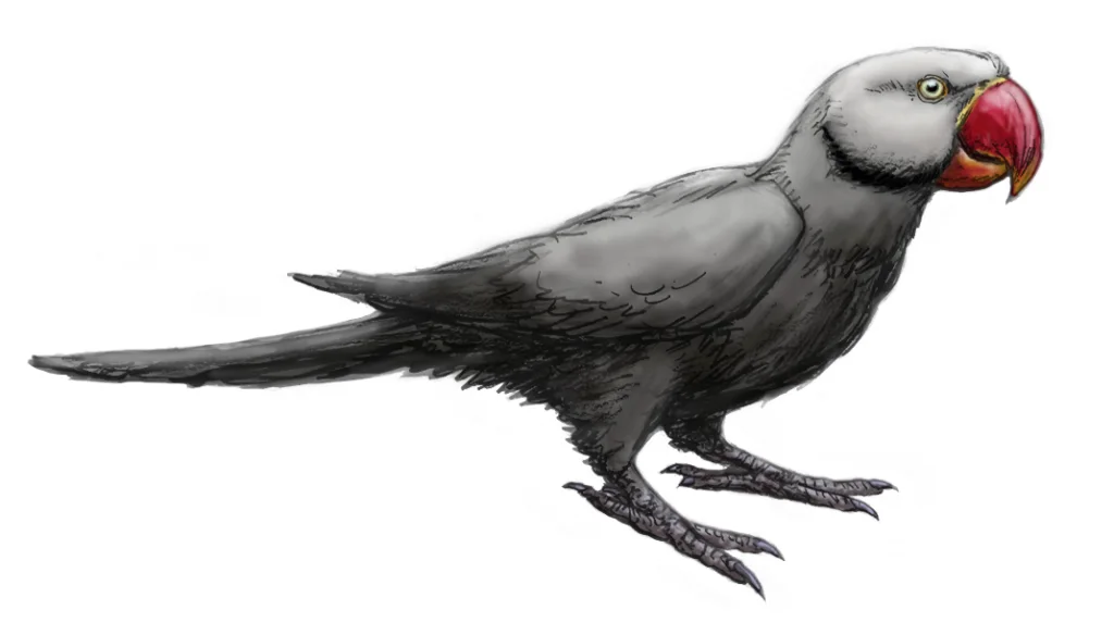 毛里求斯灰鹦鹉（Psittacula bensoni）