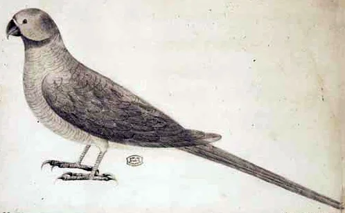 牛顿鹦鹉（Psittacula exsul）