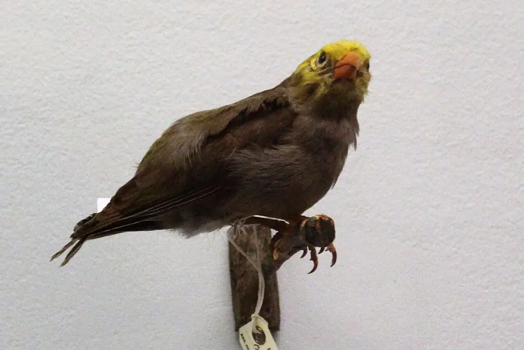 鹦嘴管舌雀(Psittirostra psittacea)