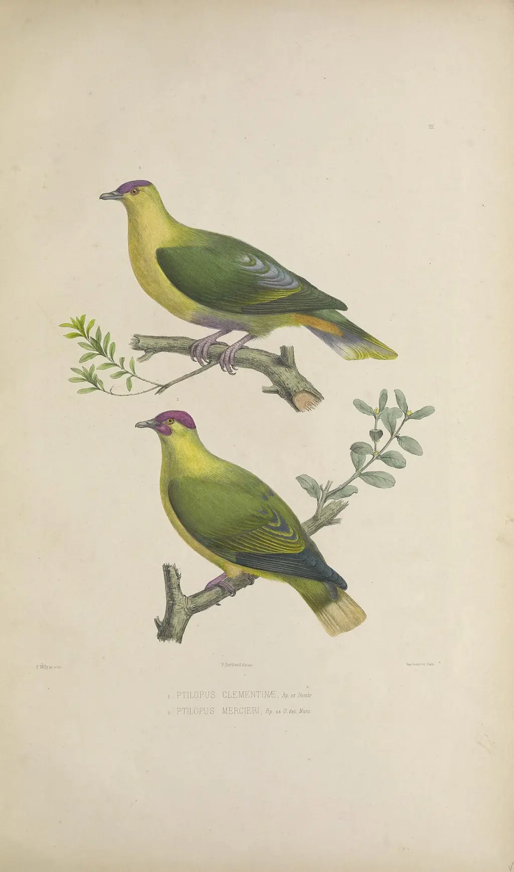 赤髯果鸠(Ptilinopus mercierii)