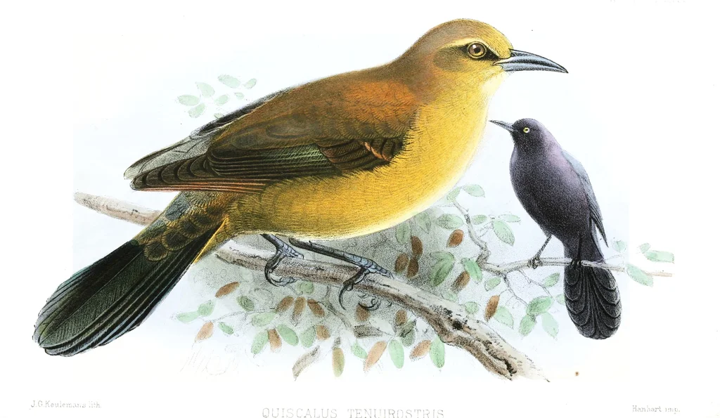 墨西哥拟八哥（Quiscalus palustris）
