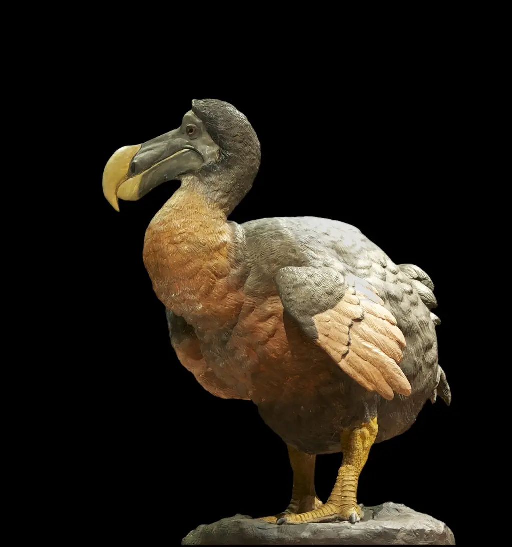 渡渡鸟(Raphus cucullatus)