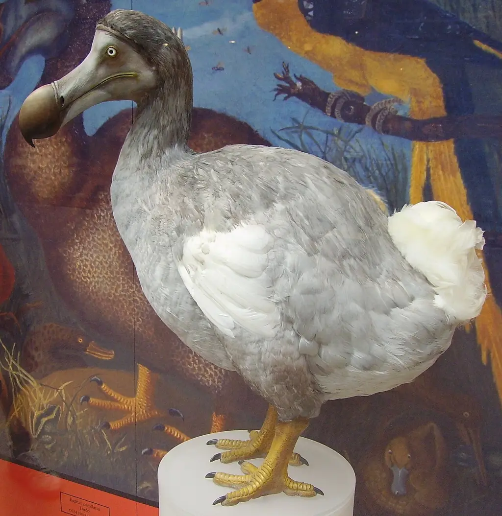 渡渡鸟(Raphus cucullatus)