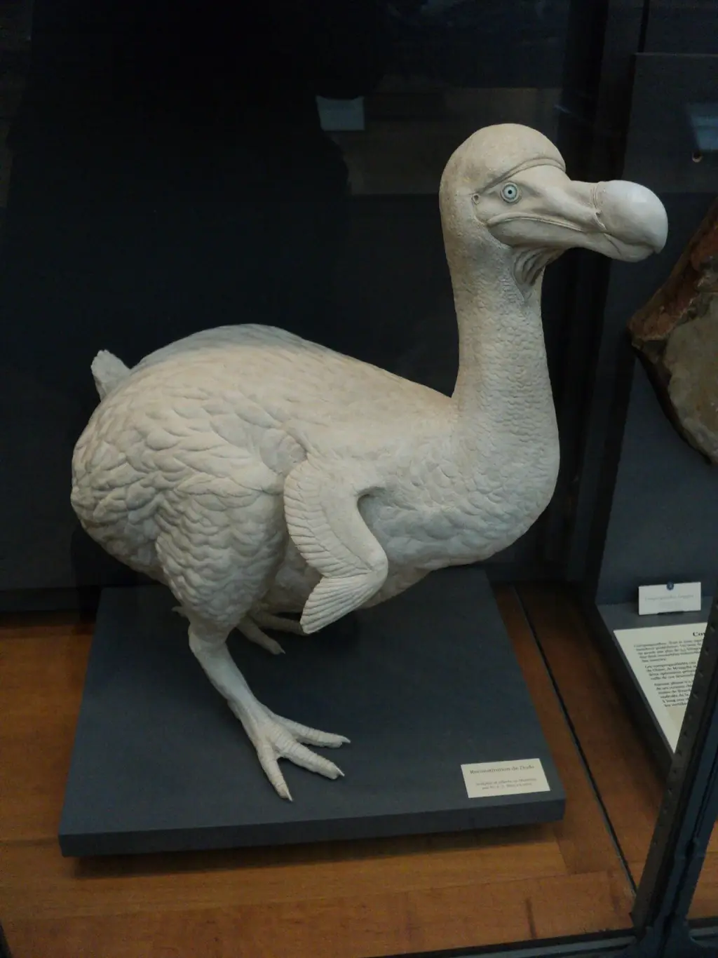 渡渡鸟(Raphus cucullatus)