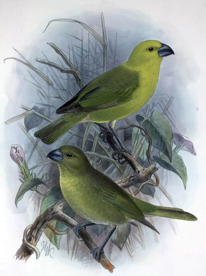 黄头拟管舌鸟(Rhodacanthis flaviceps)