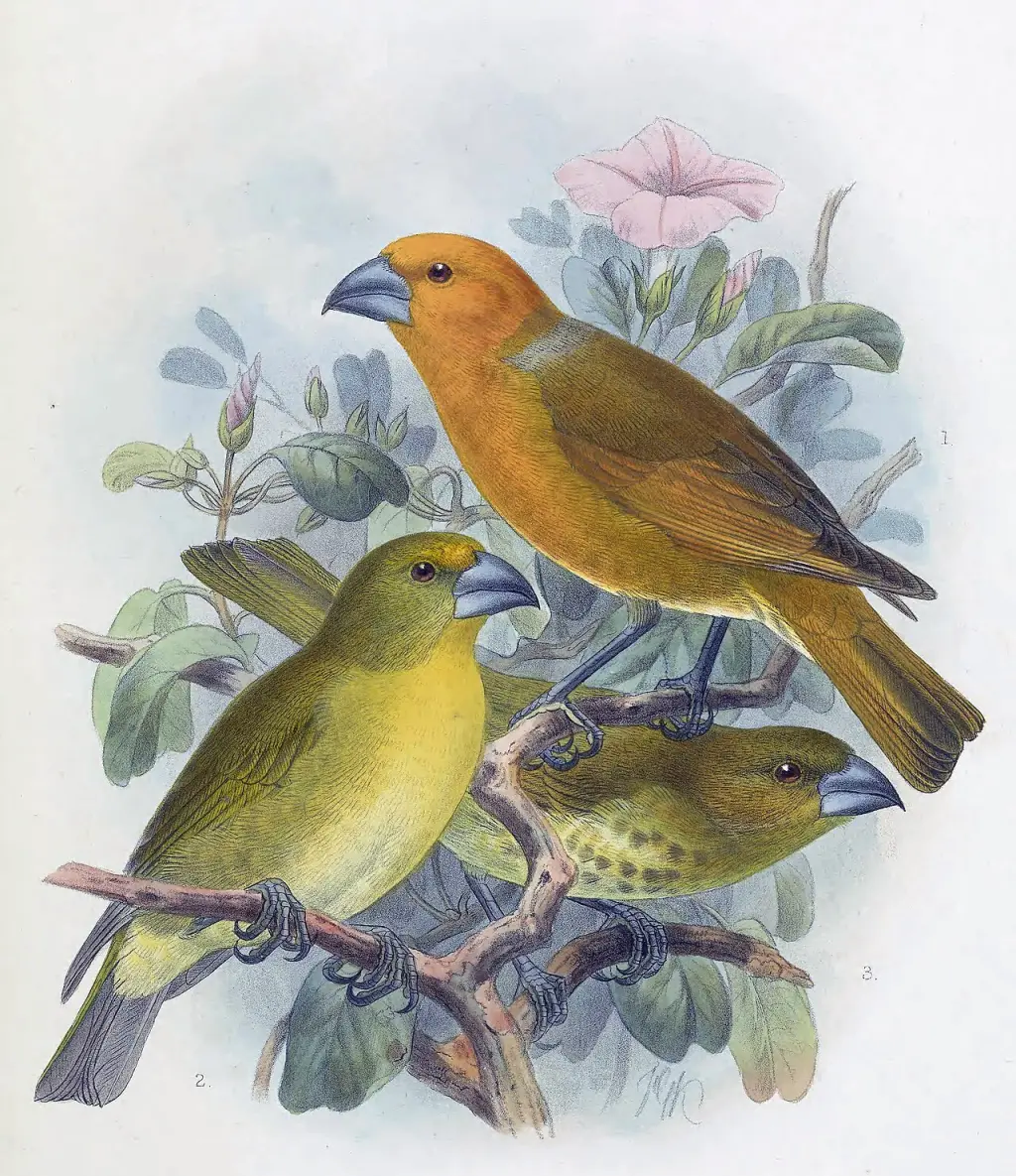 大管舌鸟(Rhodacanthis palmeri)