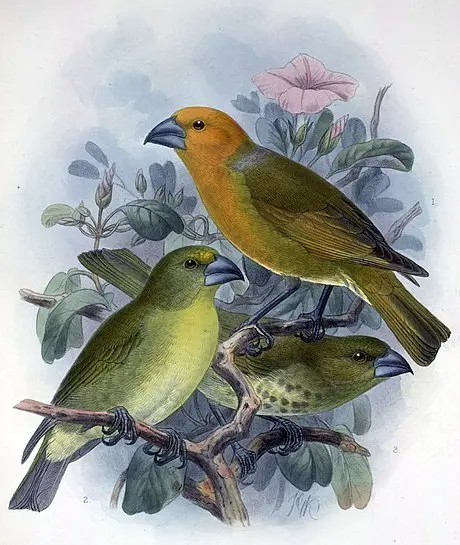 大管舌鸟(Rhodacanthis palmeri)
