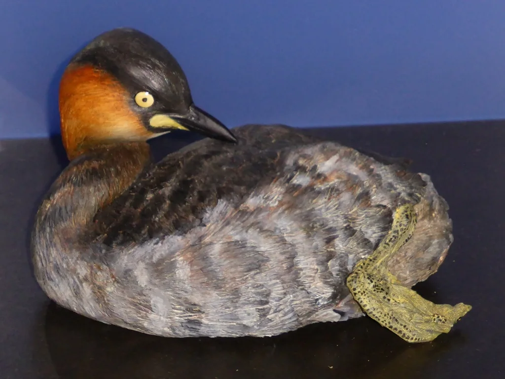 德氏小䴙䴘(Tachybaptus rufolavatus)