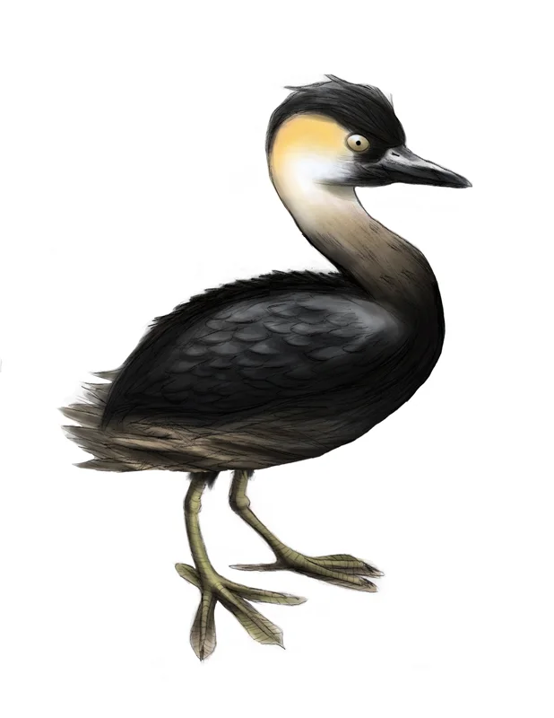 德氏小䴙䴘(Tachybaptus rufolavatus)