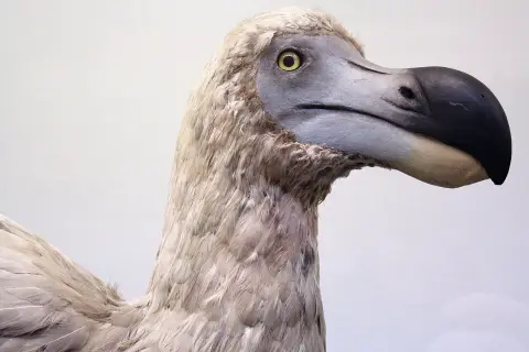 留尼汪孤鸽