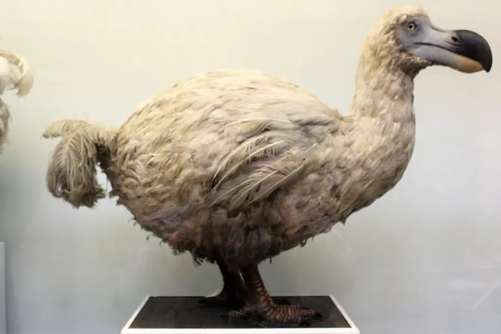 留尼汪孤鸽(Threskiornis solitarius)