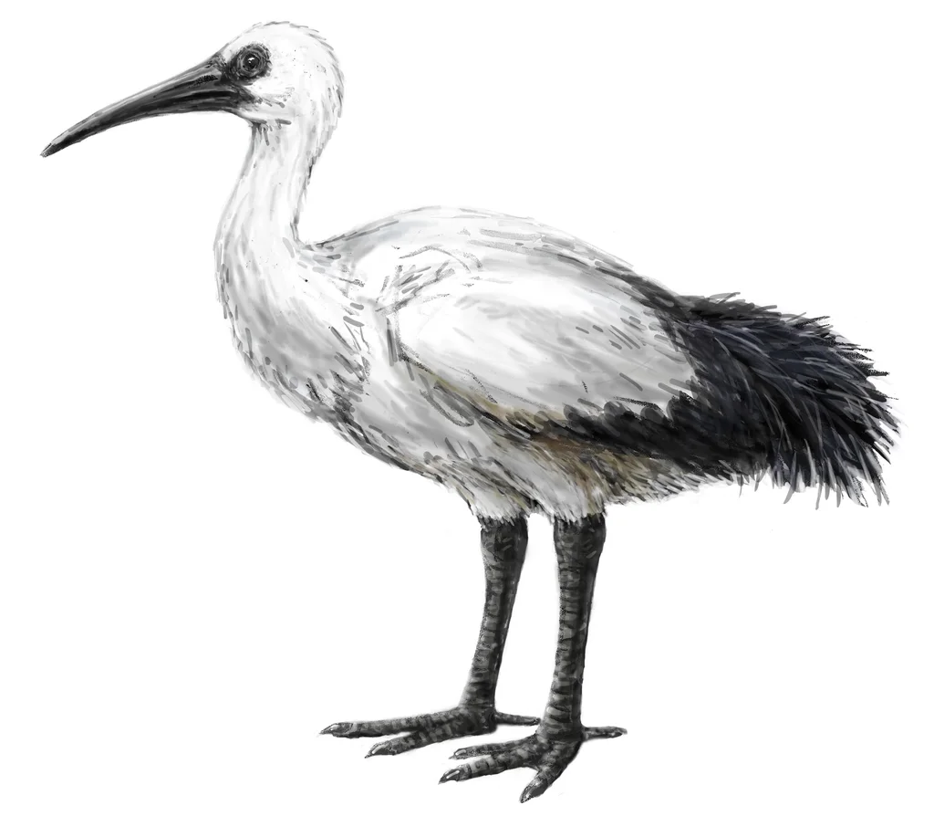 留尼汪孤鸽(Threskiornis solitarius)