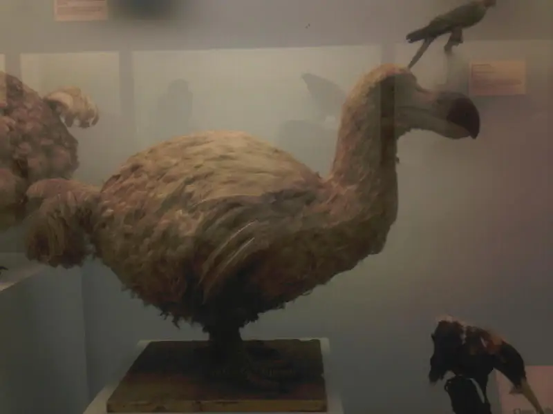 留尼汪孤鸽(Threskiornis solitarius)