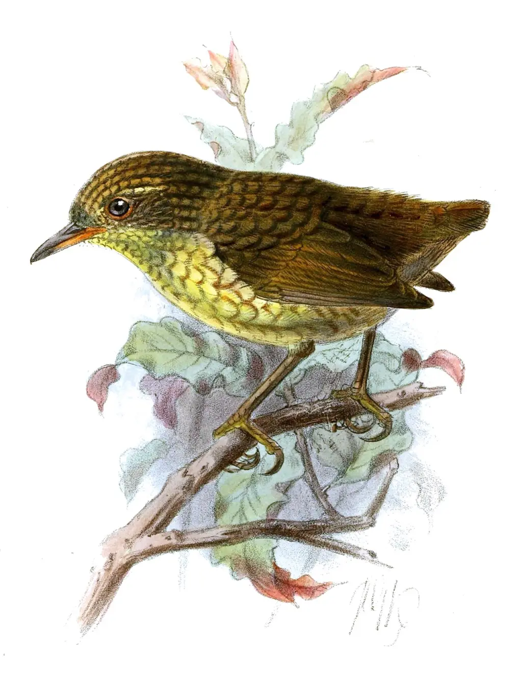 斯蒂芬岛异鹩(Traversia lyalli)