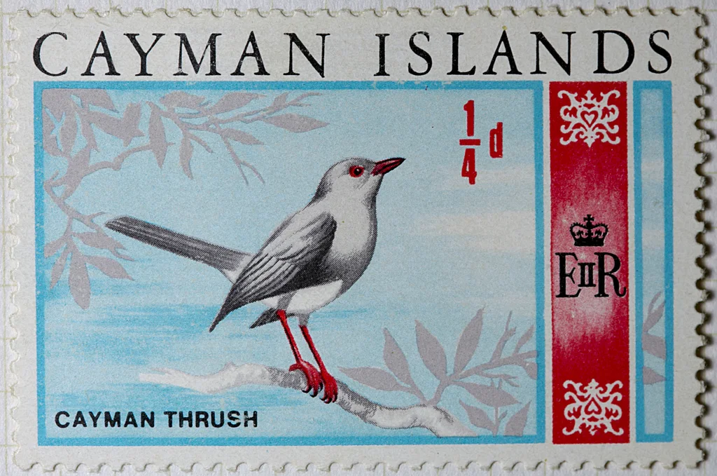 大开曼鸫（Turdus ravidus）