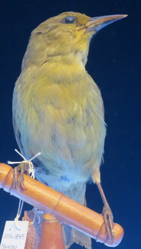 大颚雀