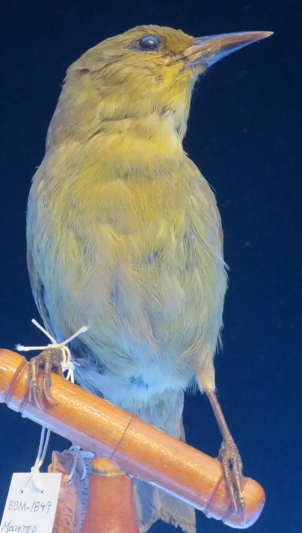 大颚雀(Viridonia sagittirostris)