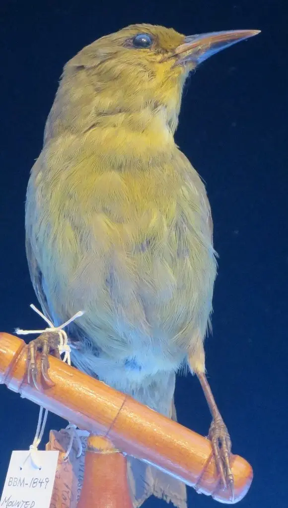 大颚雀(Viridonia sagittirostris)