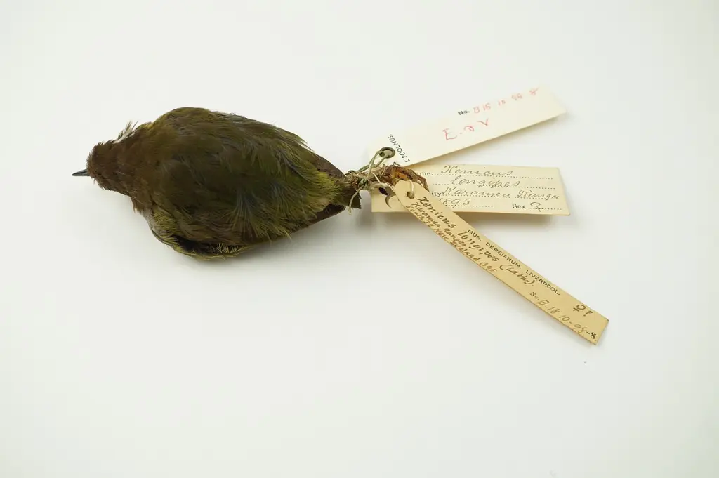 丛异鹩(Xenicus longipes)