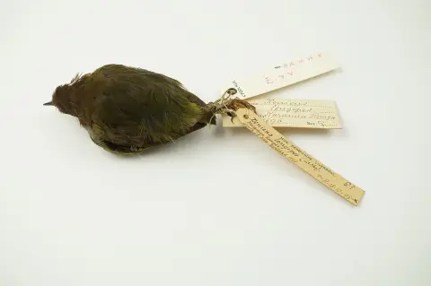 丛异鹩