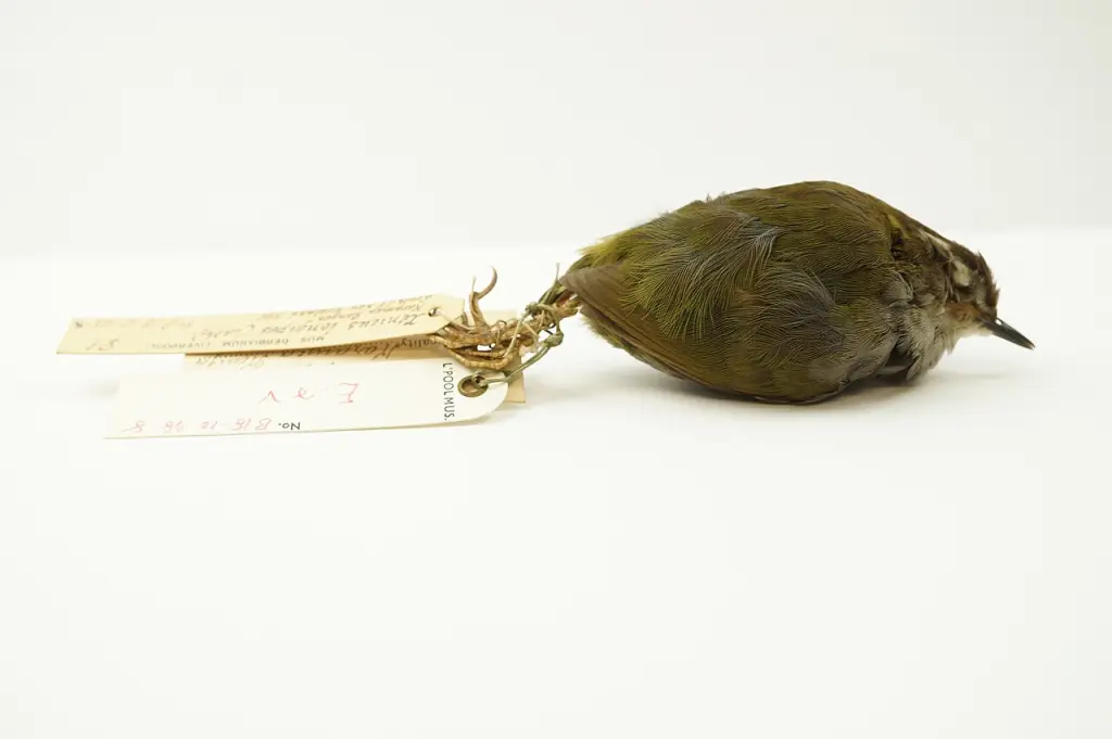 丛异鹩(Xenicus longipes)