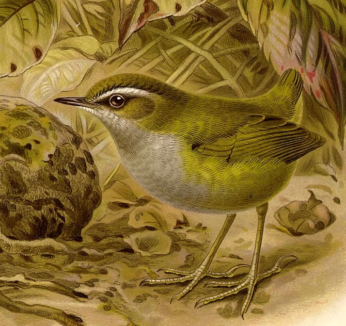 丛异鹩(Xenicus longipes)