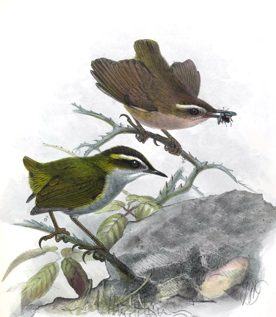 丛异鹩(Xenicus longipes)