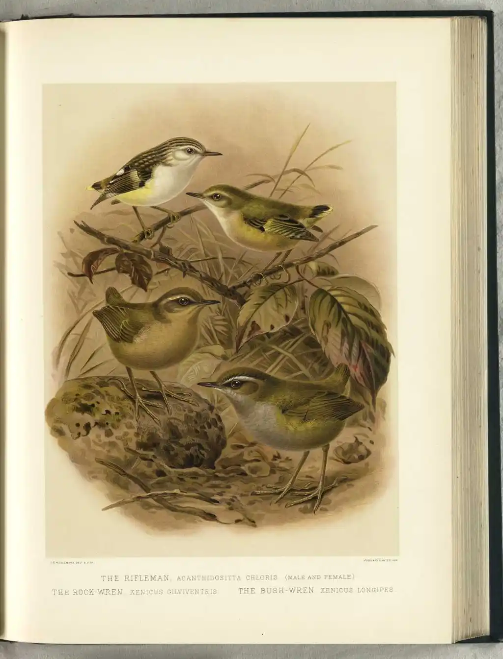 丛异鹩(Xenicus longipes)