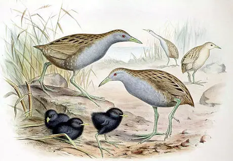 雷仙岛秧鸡(Zapornia palmeri)