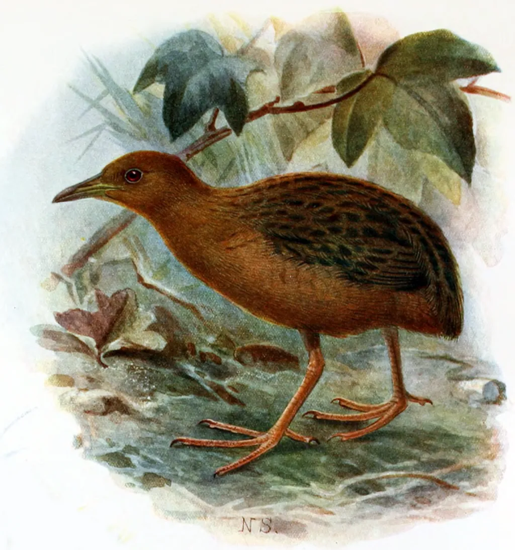 夏威夷秧鸡(Zapornia sandwichensis)