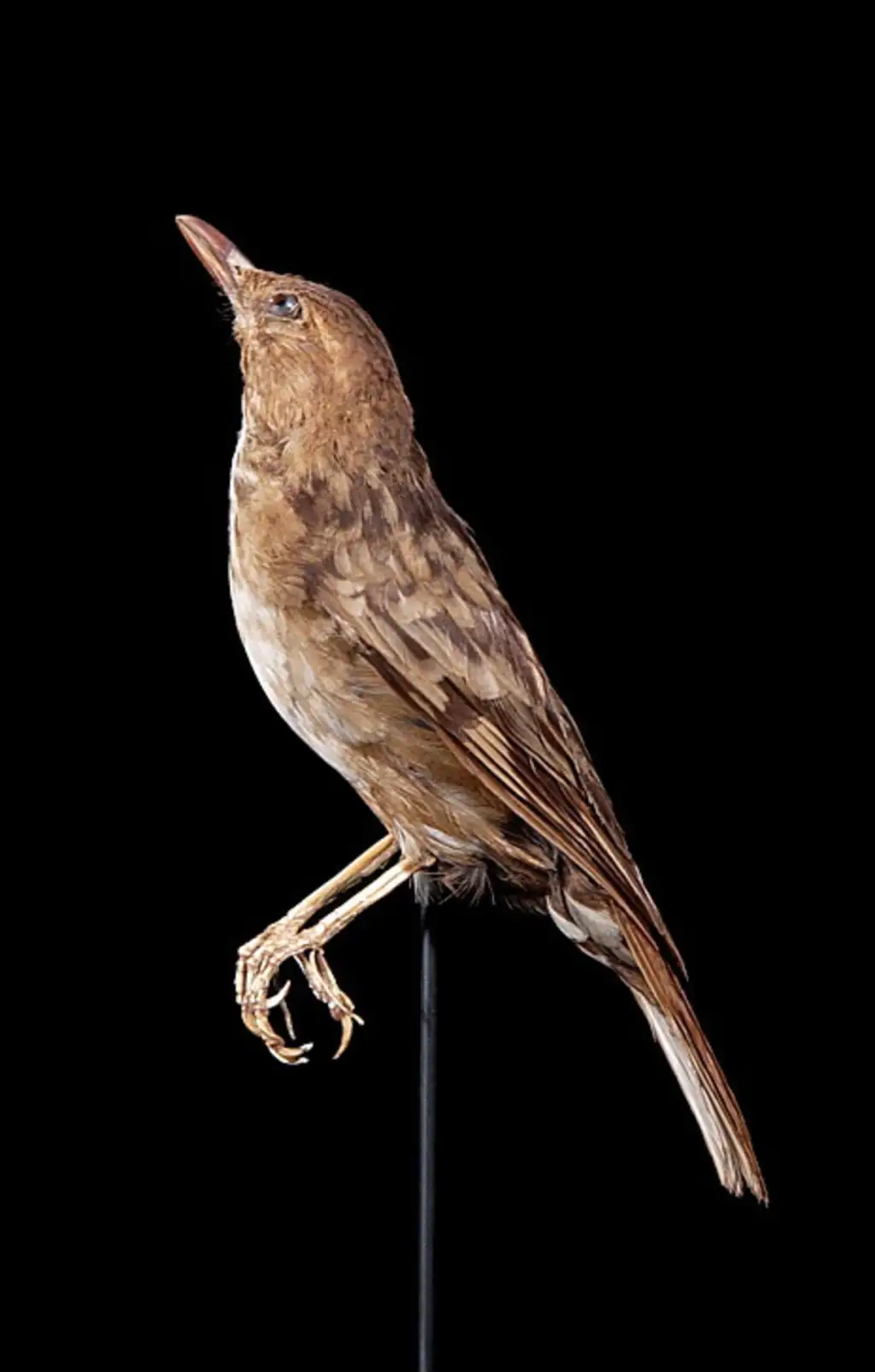 启利氏地鸫(Zoothera terrestris)