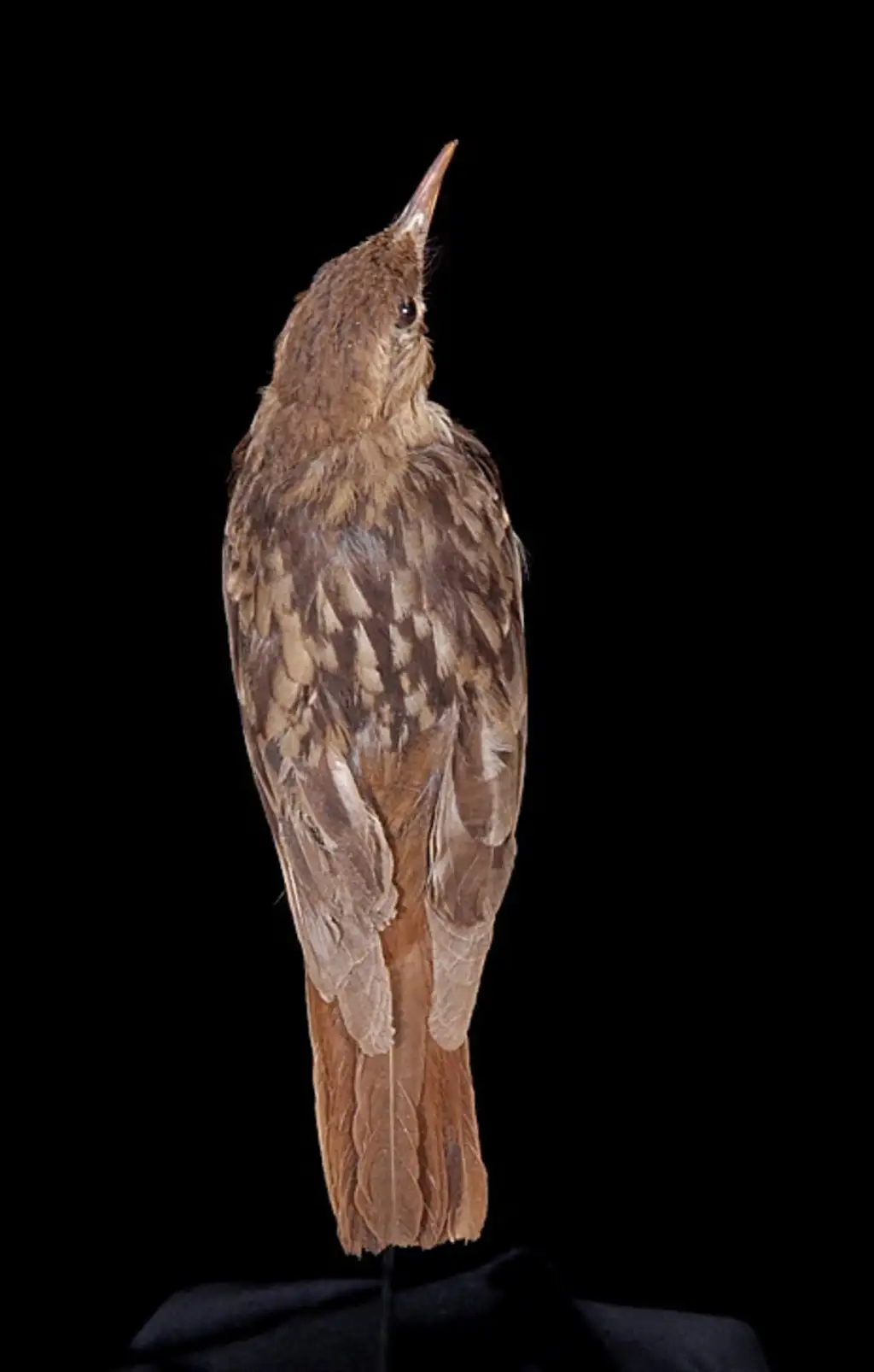 启利氏地鸫(Zoothera terrestris)