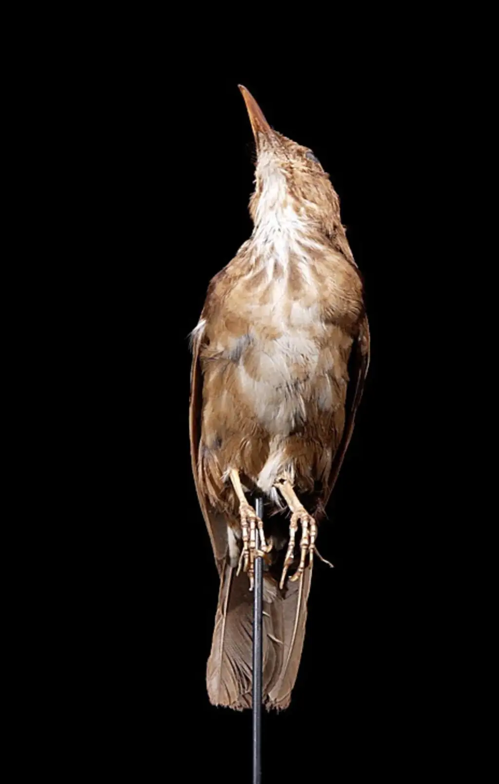 启利氏地鸫(Zoothera terrestris)