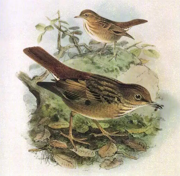 启利氏地鸫(Zoothera terrestris)