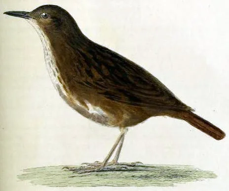 启利氏地鸫(Zoothera terrestris)