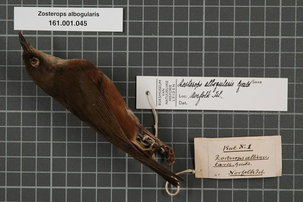 诺岛绣眼鸟(Zosterops albogularis)