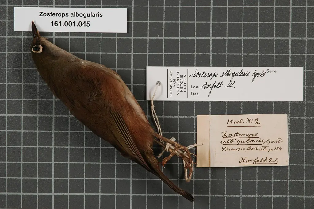 诺岛绣眼鸟(Zosterops albogularis)
